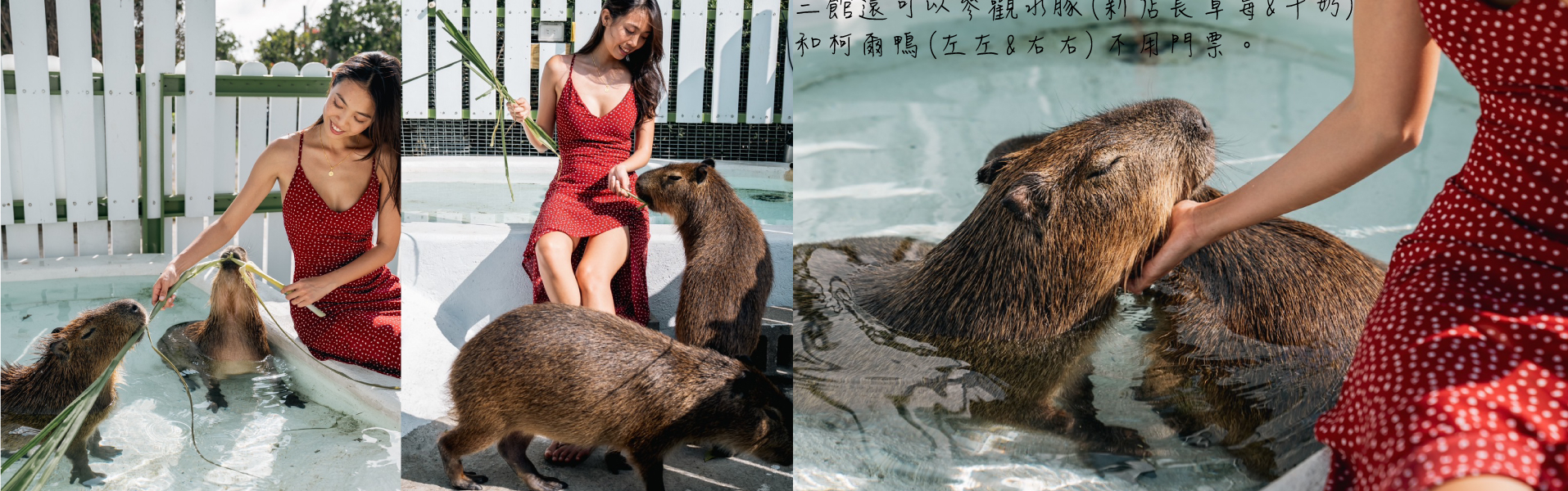 海角三館水豚